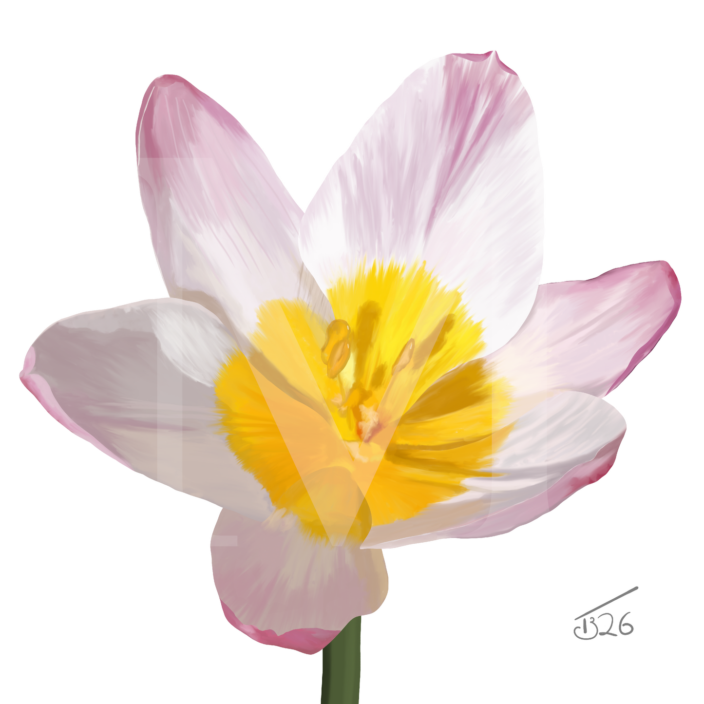 Lilac Wonder (Tulipa Saxatilis) - Premium Square Canvas Art (50 x 50 cm)