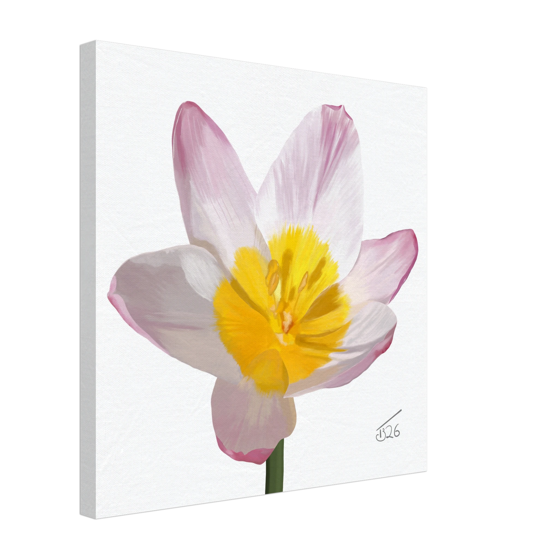 w-2026-bot-tulip-lilac-wonder-tulipa-saxatilis