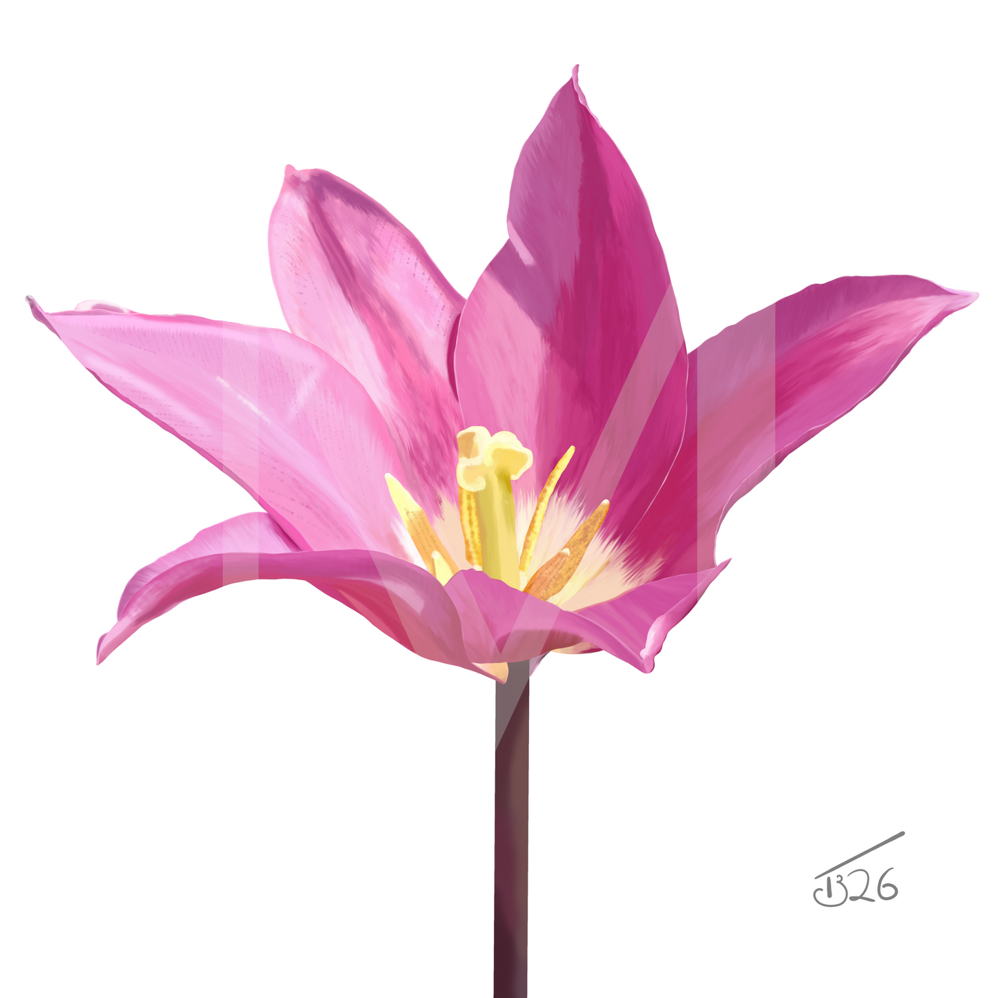 Purple Dream Lily-Flowered Tulip - Premium Square Canvas Art (50 x 50 cm)