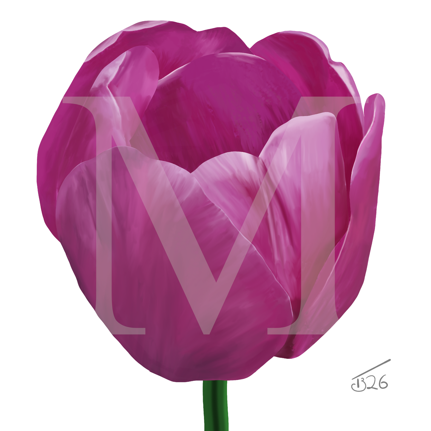 Purple Passion Tulip - Premium Square Canvas Art (50 x 50 cm)