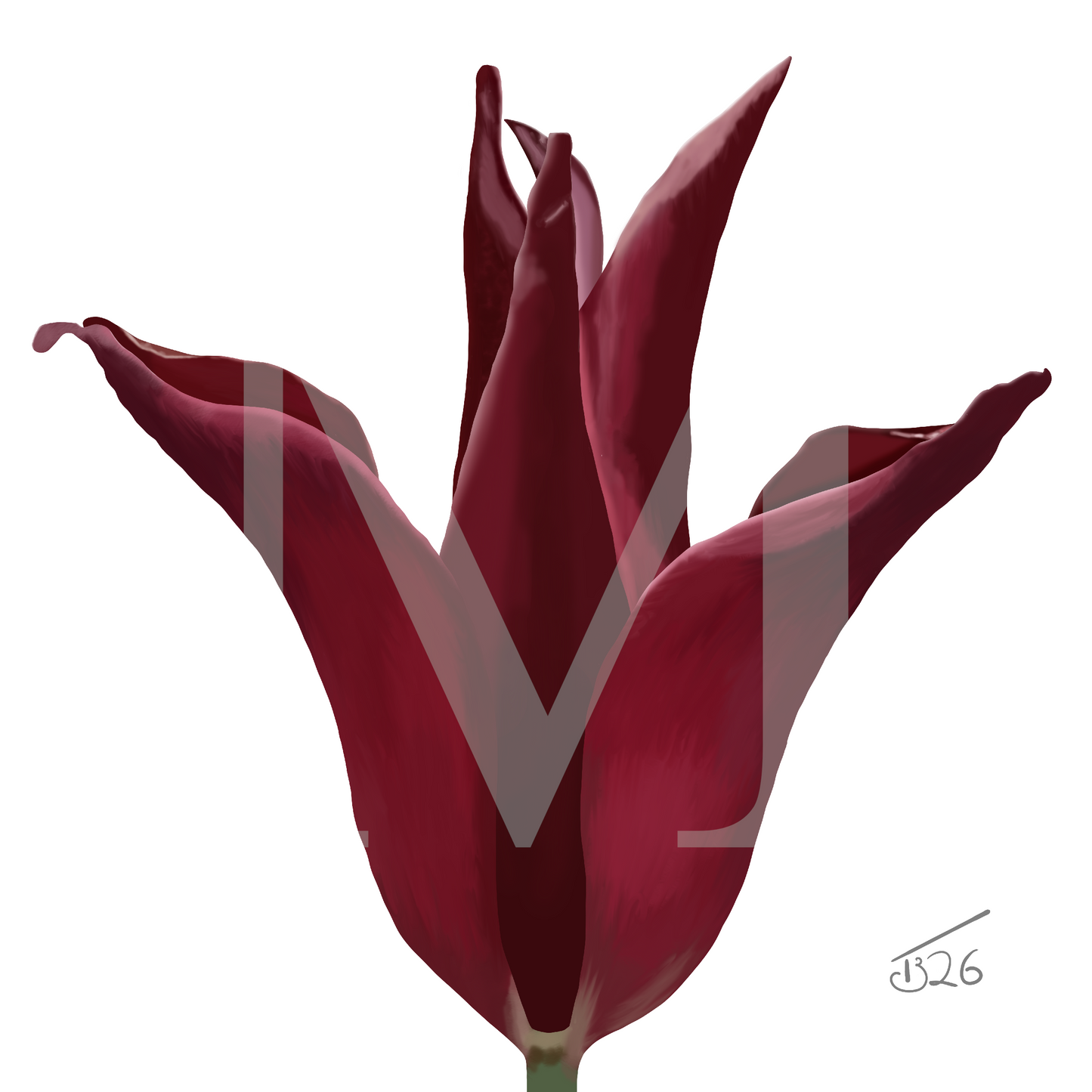 Sarah Raven Velvet Bloom Tulip - Premium Square Canvas Art (50 x 50 cm)