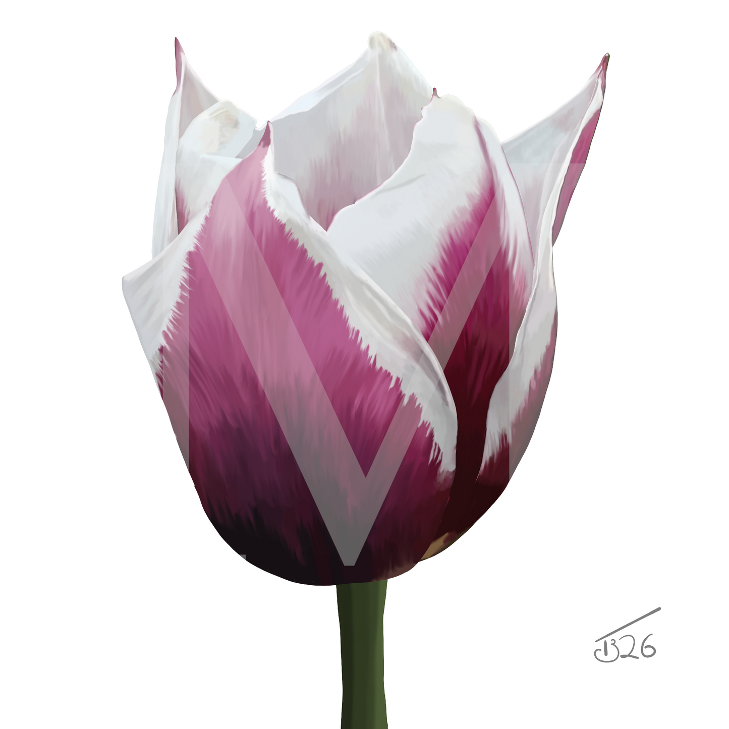 Spitsbergen Tulip Botanical Art - Premium Square Canvas Art (50 x 50 cm)