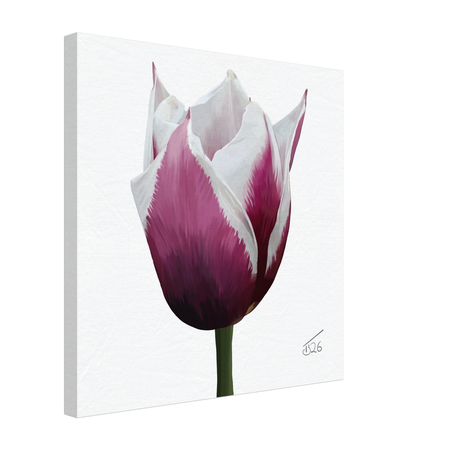 w-2026-bot-tulip-tulip-spitsbergen