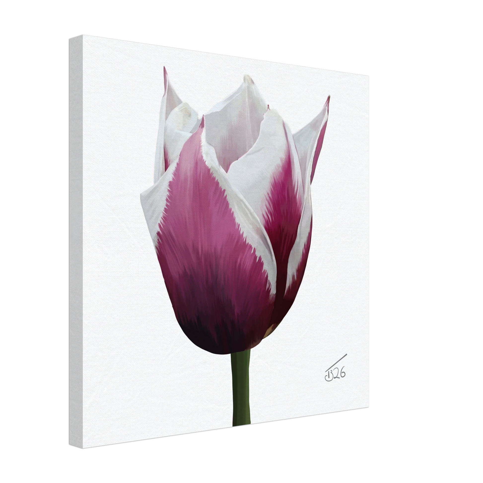 w-2026-bot-tulip-tulip-spitsbergen