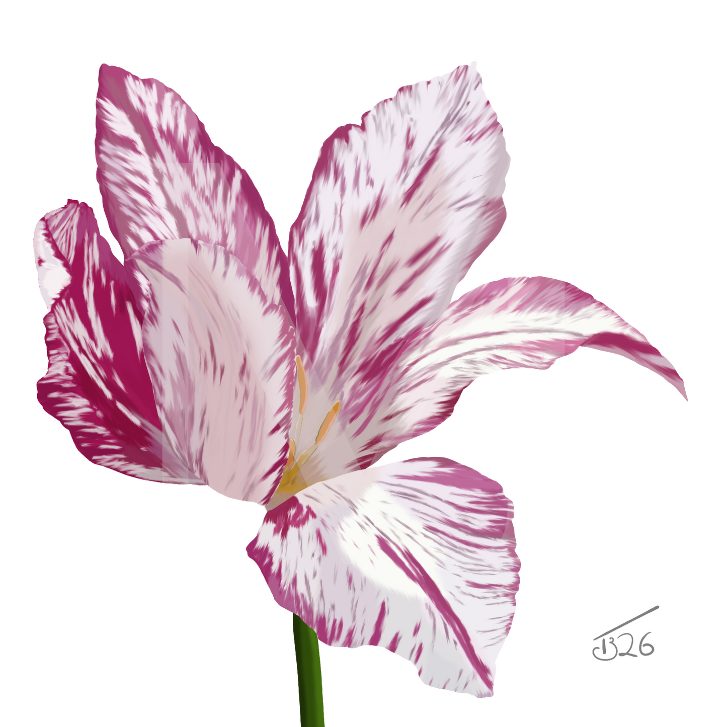 Variegated Purple & White Tulip - Premium Square Canvas Art (50 x 50 cm)