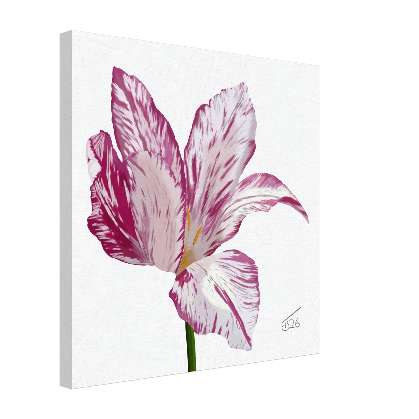 w-2026-bot-tulip-variegated-tulip-white-pink-purple