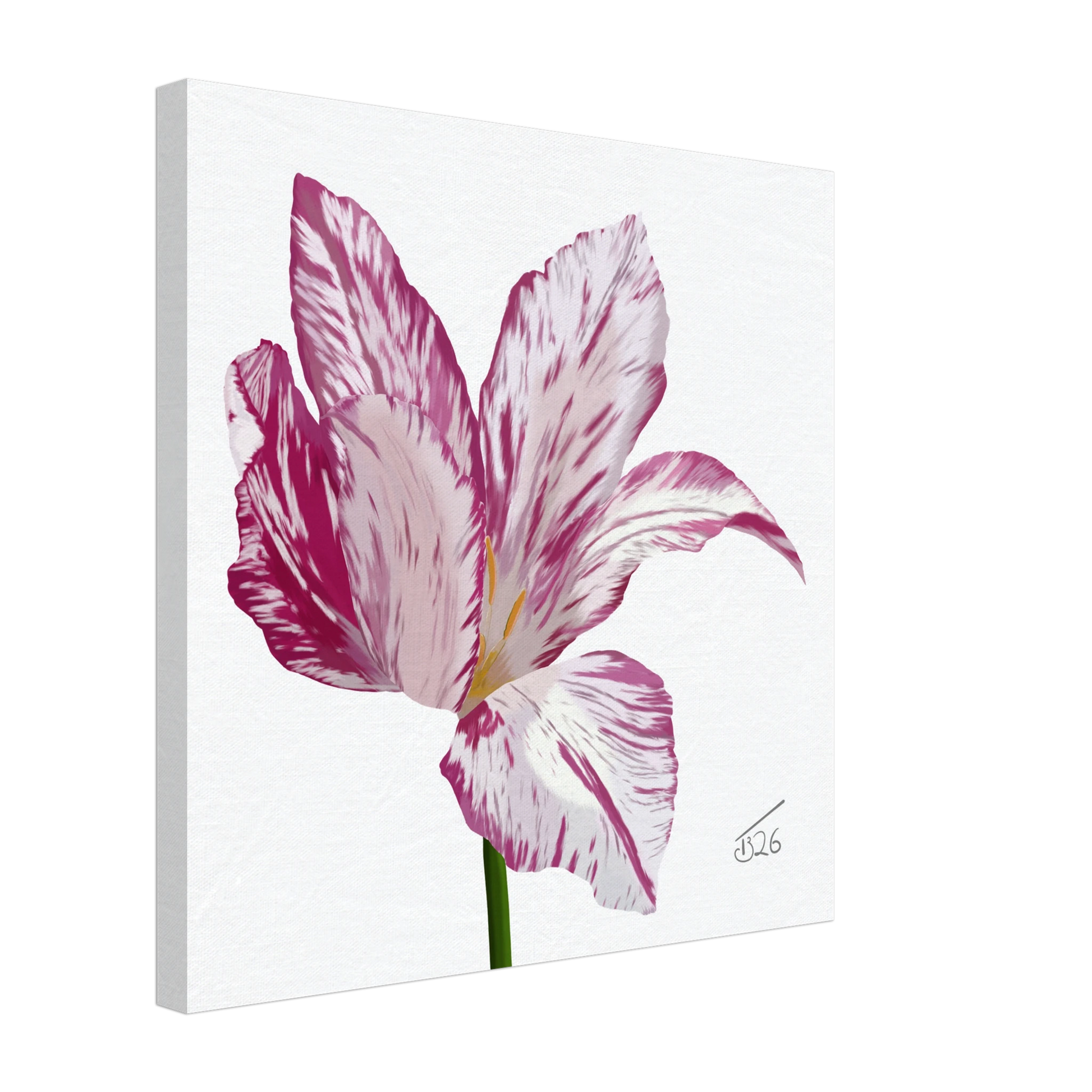 w-2026-bot-tulip-variegated-tulip-white-pink-purple