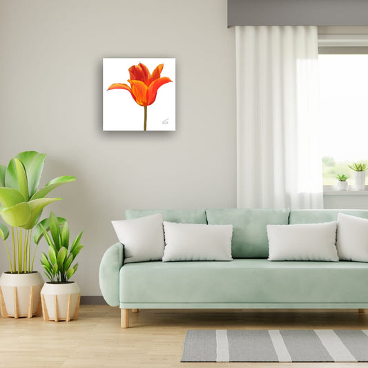 Ballerina Orange Lily-Flowered Tulip - Premium Square Canvas Art (50 x 50 cm)