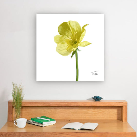 Evening Primrose Yellow - Premium Square Canvas Art (50 x 50 cm)