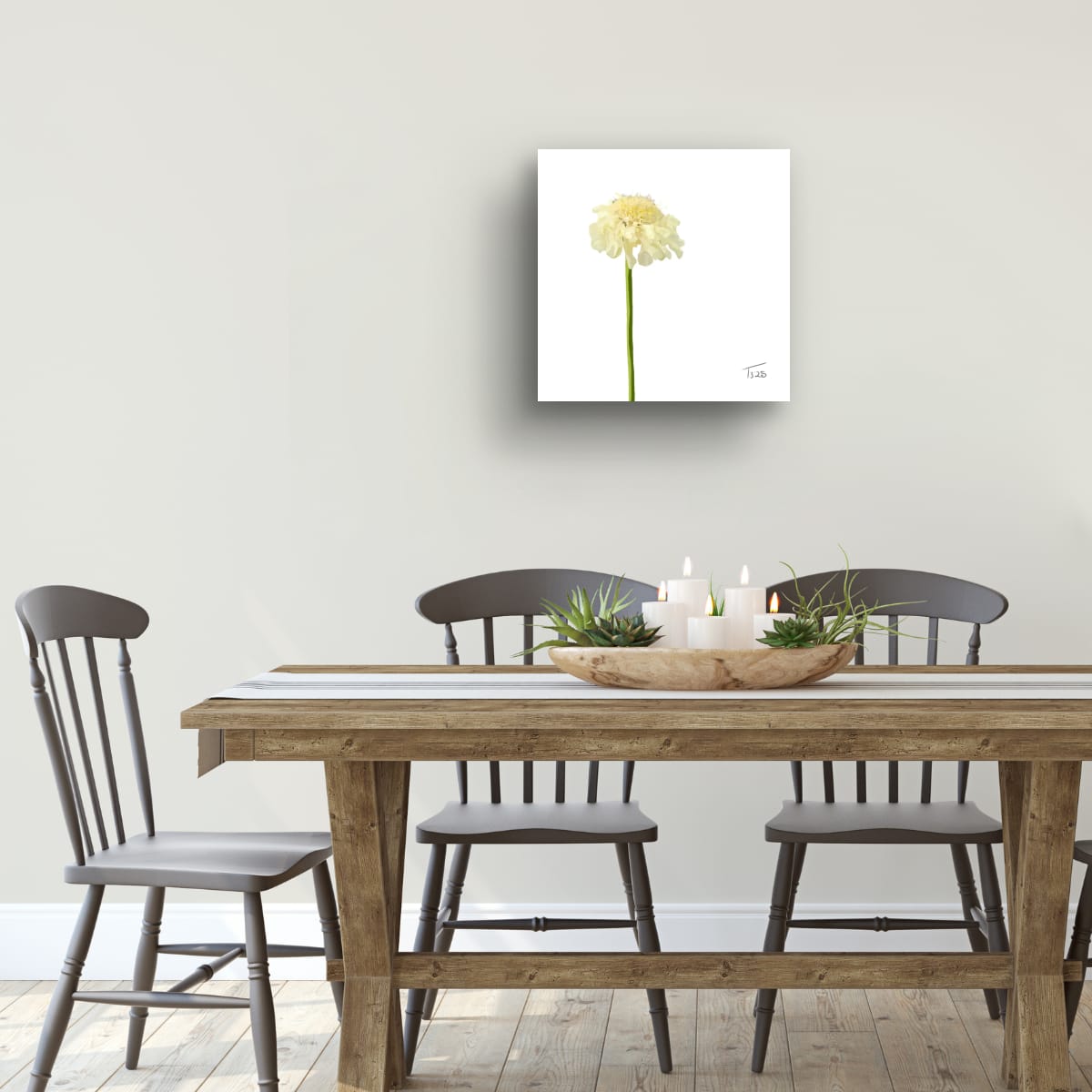 Creamy Yellow Scabious - Premium Square Canvas Art (50 x 50 cm)