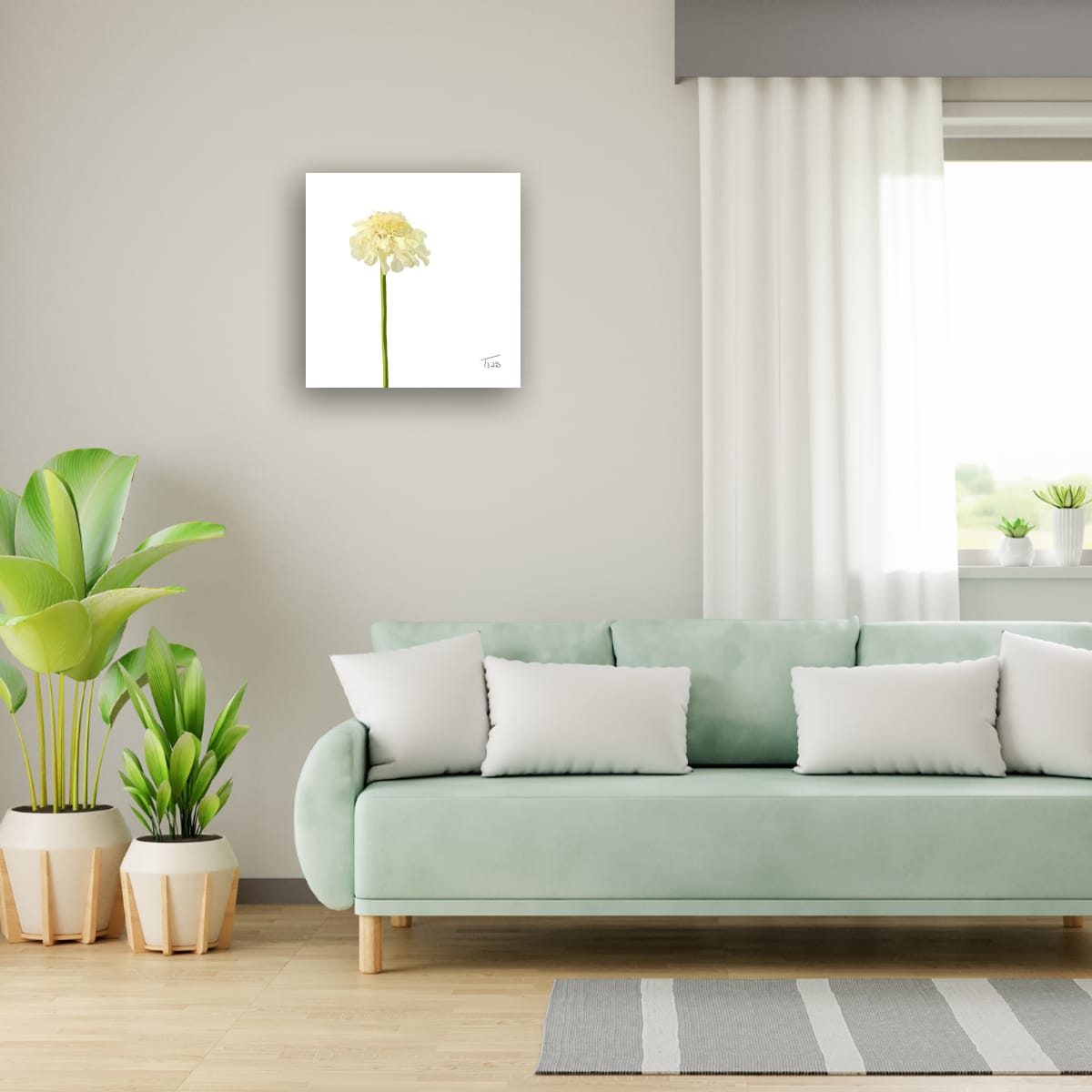 Creamy Yellow Scabious - Premium Square Canvas Art (50 x 50 cm)