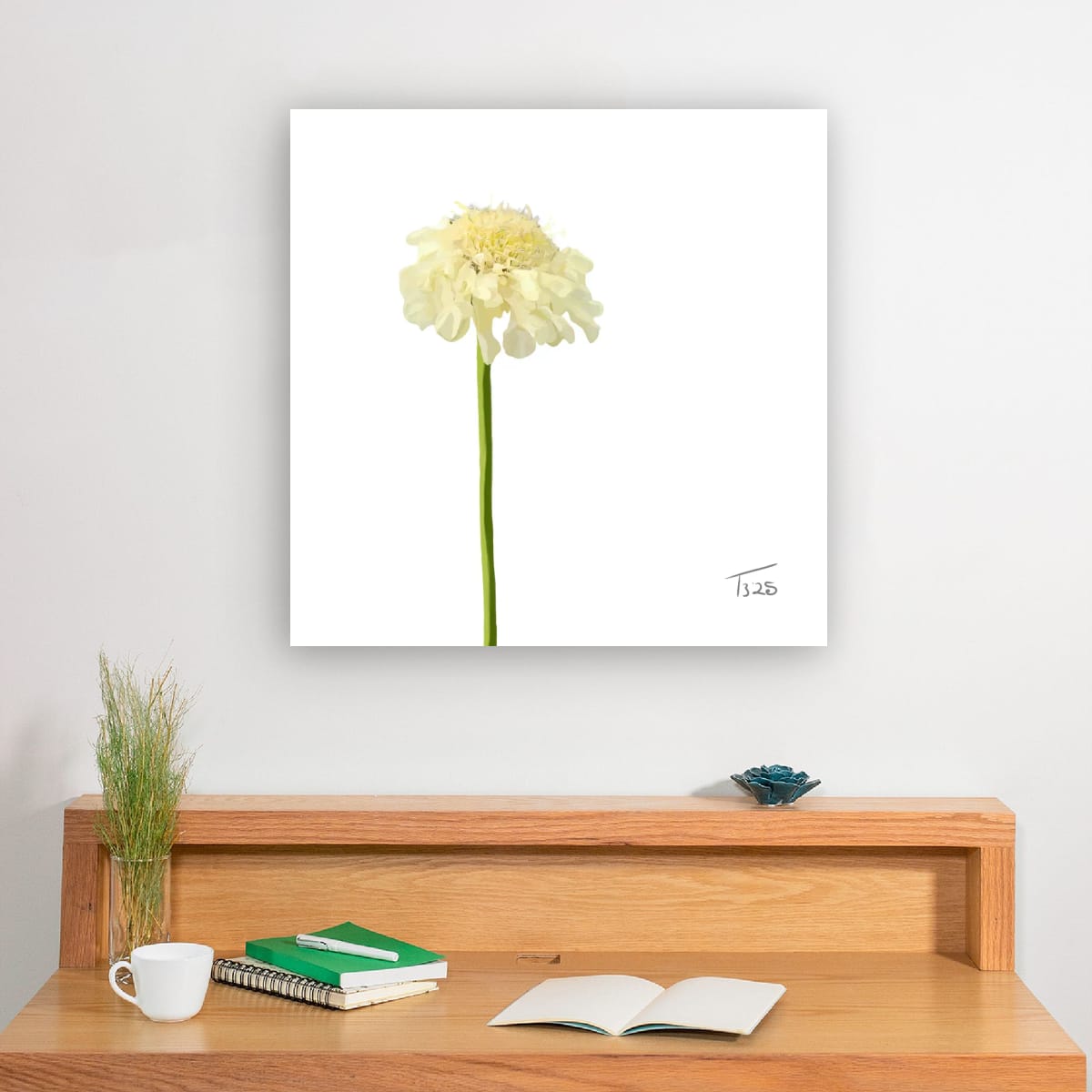 Creamy Yellow Scabious - Premium Square Canvas Art (50 x 50 cm)