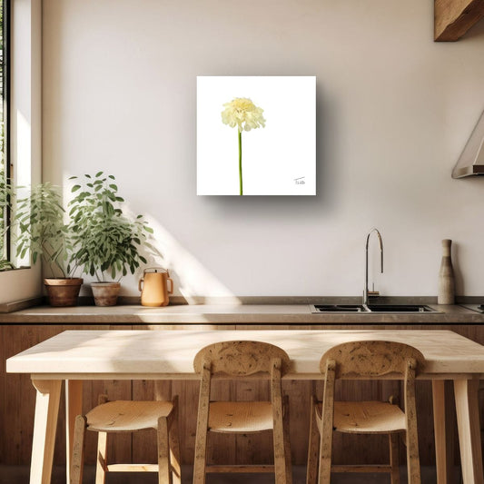 Creamy Yellow Scabious - Premium Square Canvas Art (50 x 50 cm)