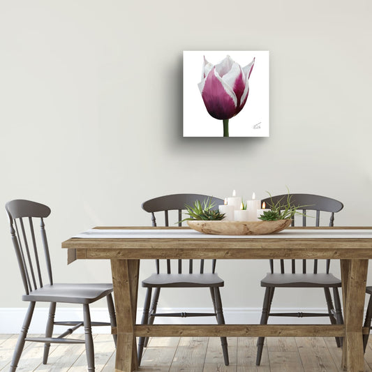 Spitsbergen Tulip Botanical Art - Premium Square Canvas Art (50 x 50 cm)