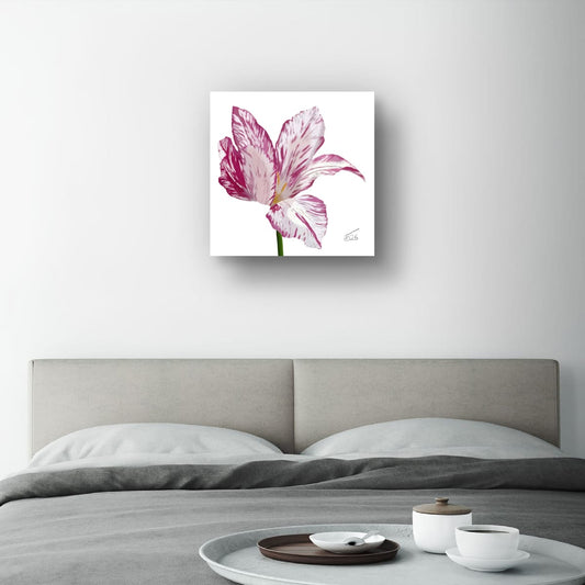 Variegated Purple & White Tulip - Premium Square Canvas Art (50 x 50 cm)