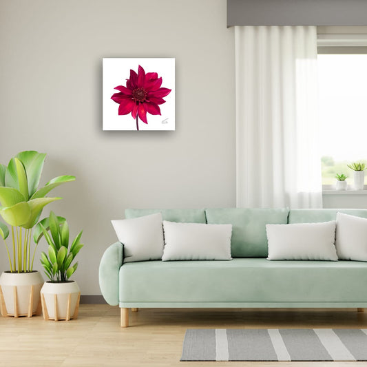 Red Dahlia Premium Canvas Art Print – Botanical Noir & White Editions (50 x 50 cm)