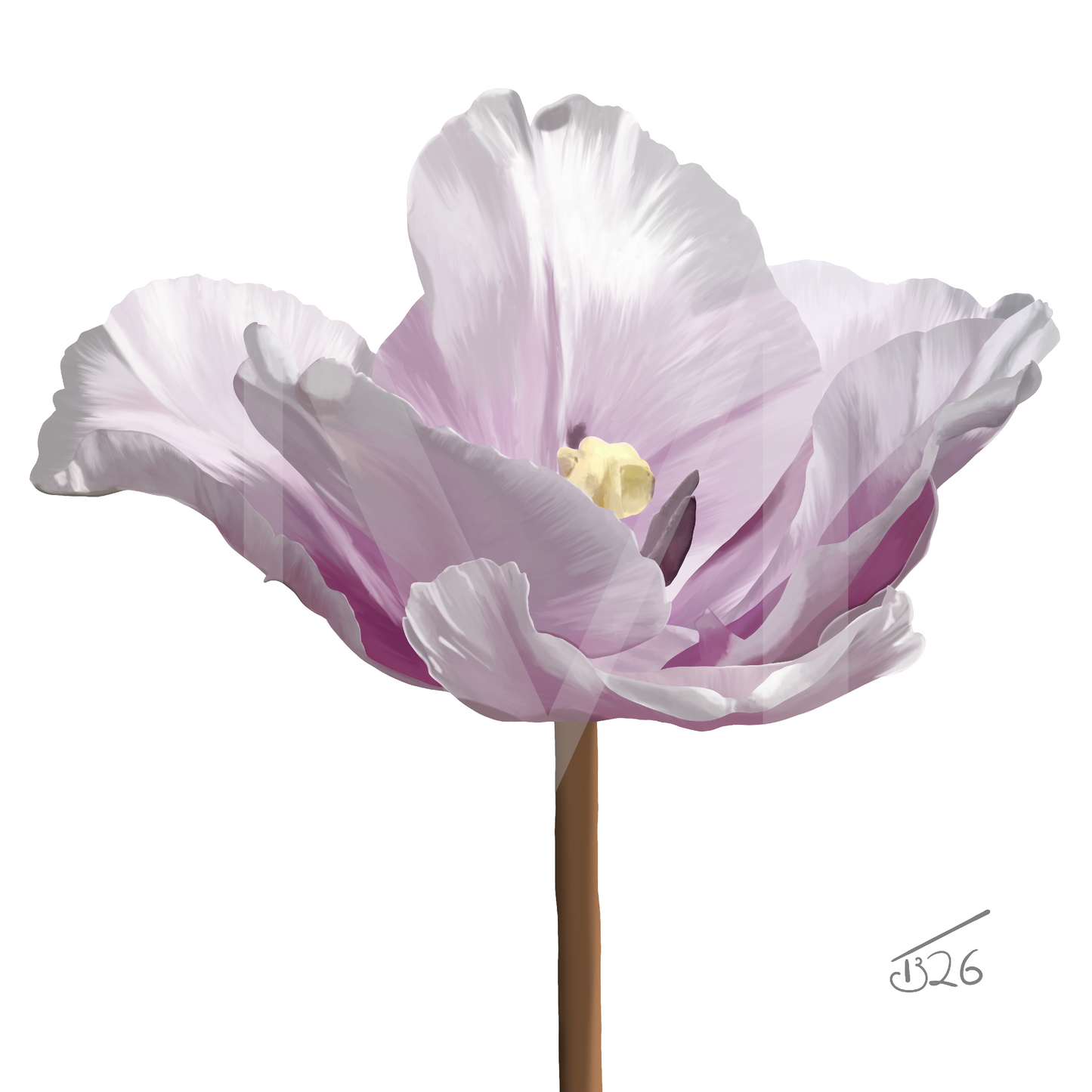 "Ethereal Bloom" Parrot Tulip - Premium Square Canvas Art (50 x 50 cm)